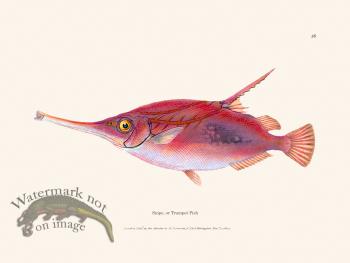 028 Snipe, or Trumpet Fish